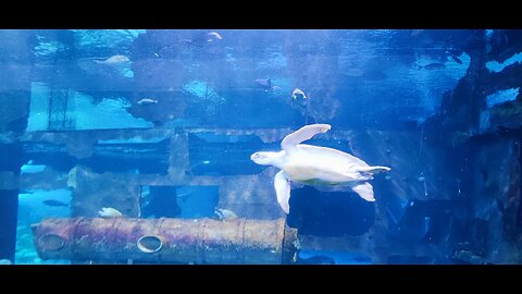 Phuket - Aquaria l. (Thailand)