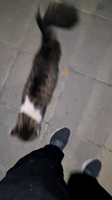 This cat was the first time we met and she wouldn t let me go in the car. wants come with me