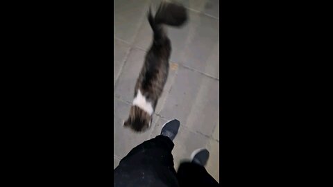 This cat was the first time we met and she wouldn t let me go in the car. wants come with me