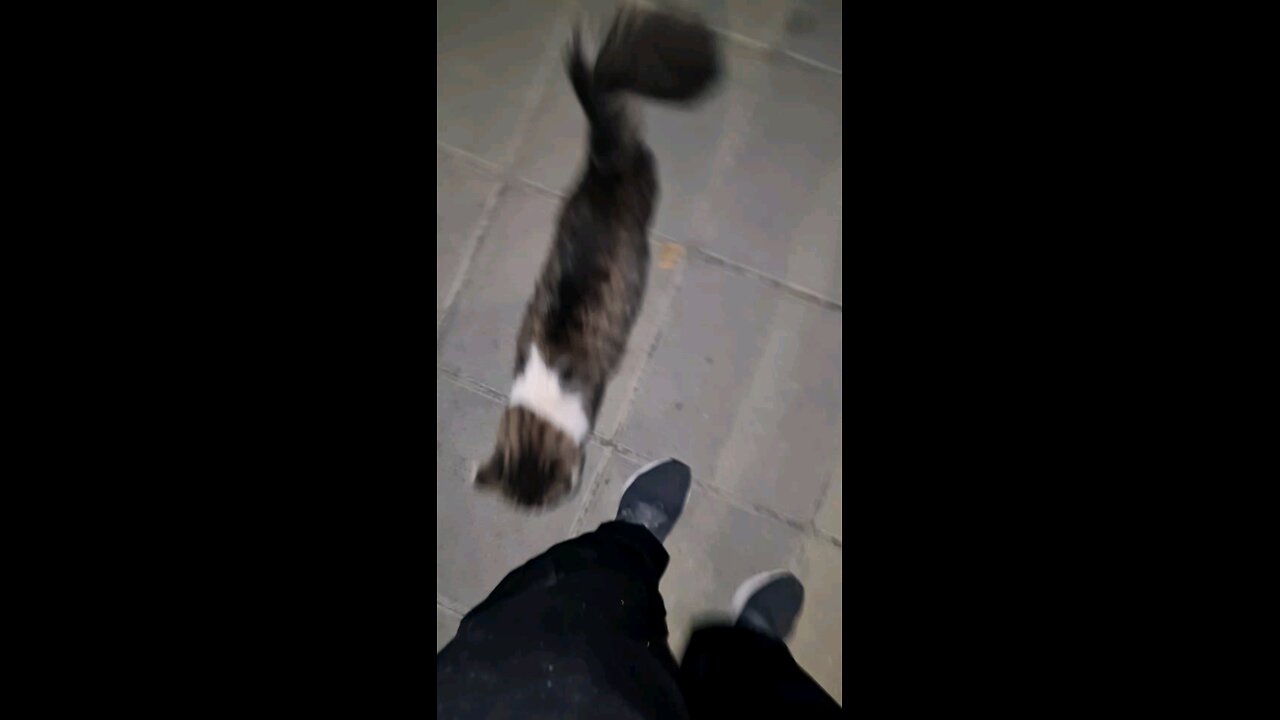 This cat was the first time we met and she wouldn t let me go in the car. wants come with me