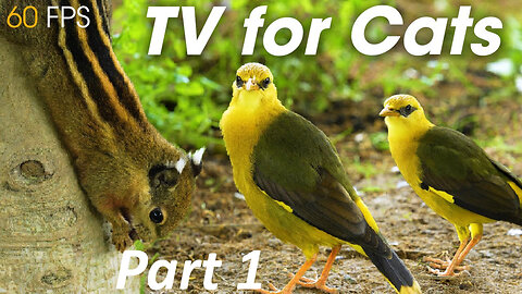 Videos For Cats To Watch Birds - Flying Birds Keep Cats Happy All Day - CatTV Central Part 1