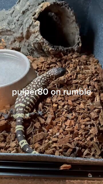 Beaded Lizard enjoys a meal