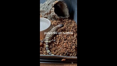 Beaded Lizard enjoys a meal
