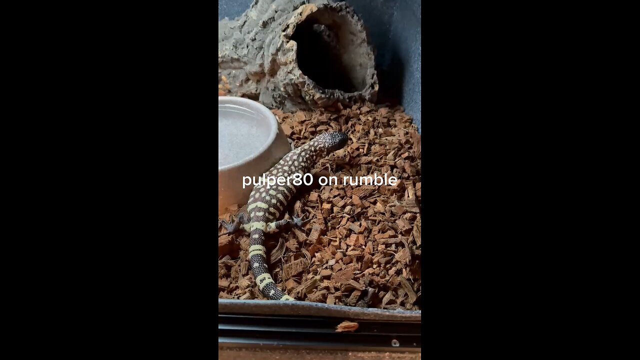 Beaded Lizard enjoys a meal
