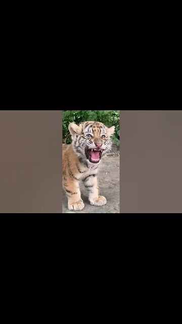 Animal Sound Tiger Cub, Small Elephant, Cat, And Goat #cat #shorts #shortsfeed #ytshorts