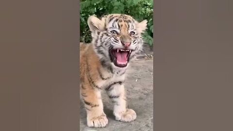 Animal Sound Tiger Cub, Small Elephant, Cat, And Goat #cat #shorts #shortsfeed #ytshorts