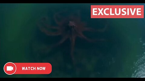 A Giant Eclipse Octopus Discovery In The Ocean in The Gulf Of Mexico Real or fake? Viral Footage ...