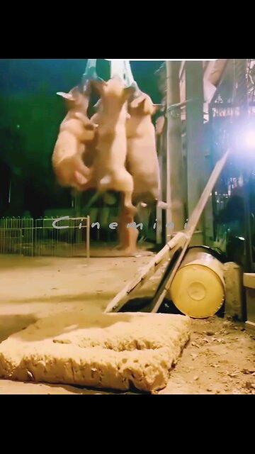 Hey one in a Million love 😻💖🐶 Too funny!How cute is that.... NEWSMAX2 LIVE