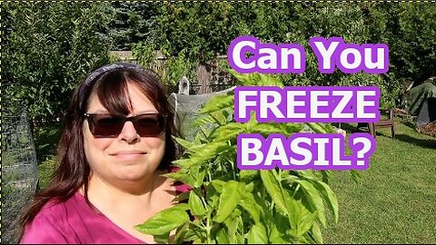 Rolling BASIL Leaves to store in the Freezer. End of season harvest.