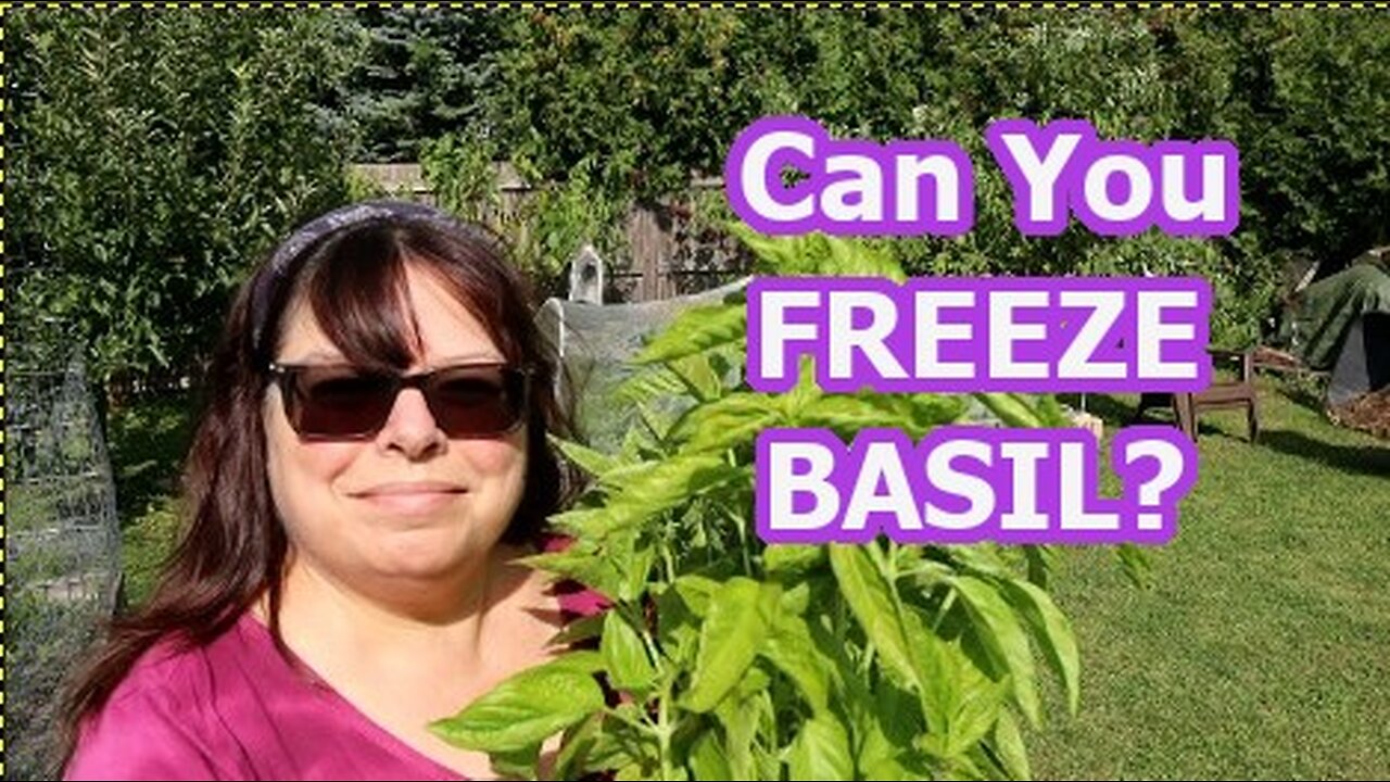 Rolling BASIL Leaves to store in the Freezer. End of season harvest.