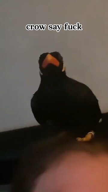 Starlings and corvids have a high ability to imitate sounds, but they do it differently: