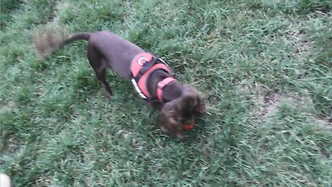 🥎 ja z Fibi na spacerku - Fibi szczęśliwa gania za piłeczką 🥎 - 05.11.2025