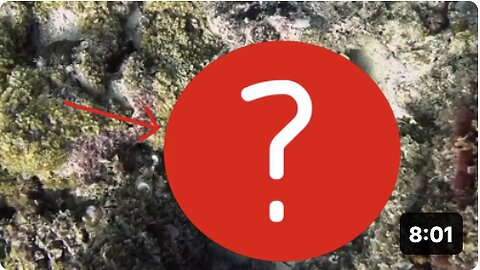 THIS UNDERWATER FIND GOES VIRAL WITH 5 MILLION VIEWS!