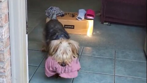 Yorkie Jeopardy! Batman vs Chewy #yorkie #jeopardy #funnydogs #starwars
