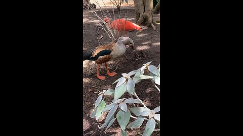 orinoco goose 🪿 & scarlet ibis 🦩 #orinocogoose #scarletibis #followme #trending #viral #shorts
