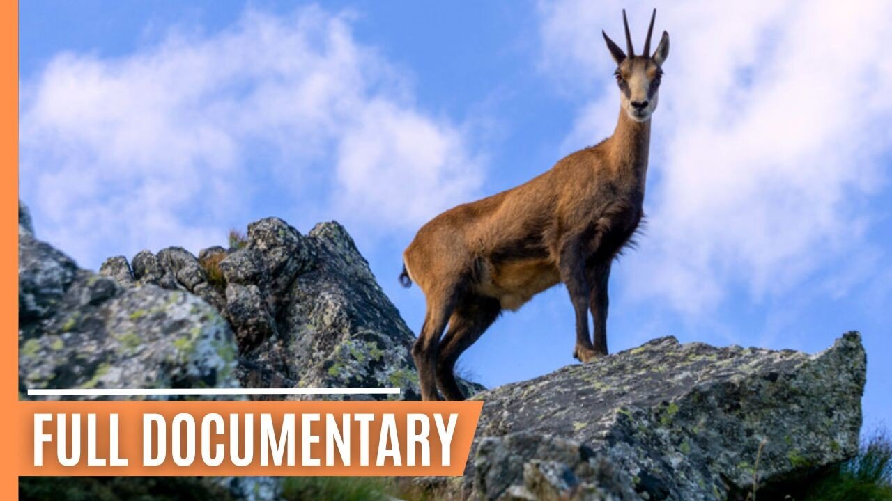 Wildlife Chronicles in Tatra's Alpine Realm _ Full Documentary