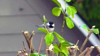 IECV NV #763 - 👀 Black Capped Chickadee Making A Nest In The Pole 🐤3-28-2019