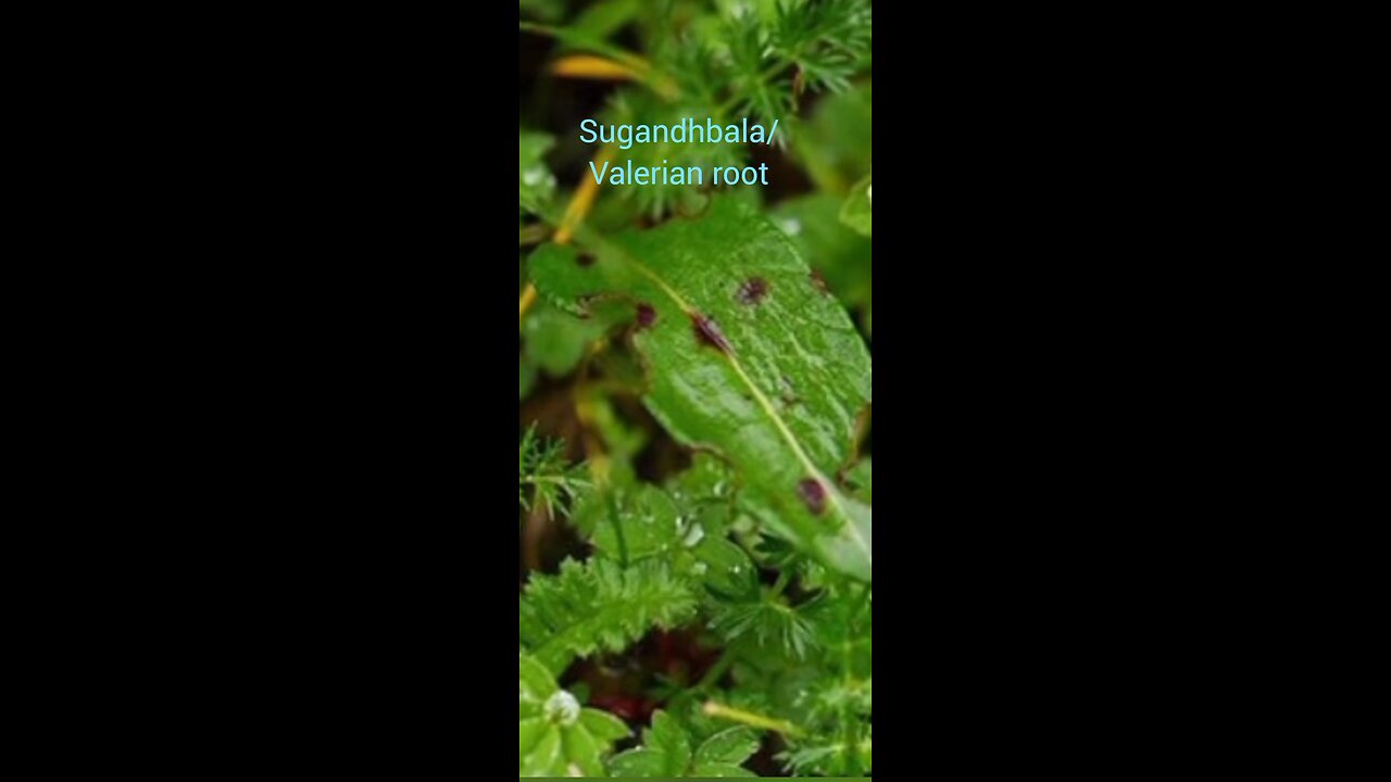 Valerian root for anxiety and stree