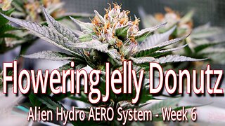 Flowering Jelly Donutz In The Alien Hydro AERO System, Week 6