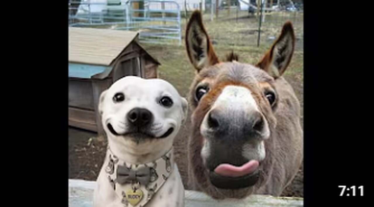 🐕 Funny video with animals for a great mood! 🐈 Smile! 😺