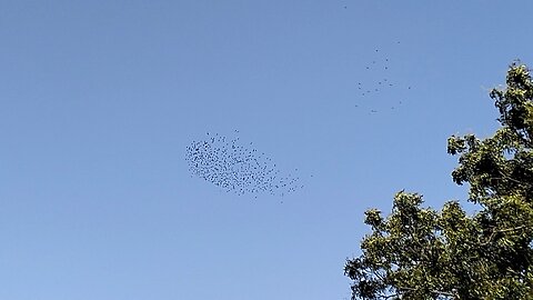 Birds Making Formations in the Sky
