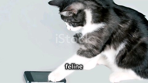 Seven Types Of Cats We All Love