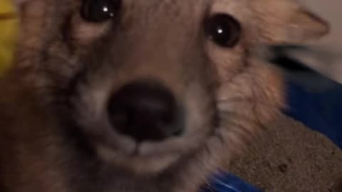 Firefox ?) spookyfox