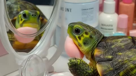 Turtle’s Beauty Time 🐢✨