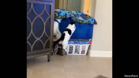 BestCatVideosoftheDecade