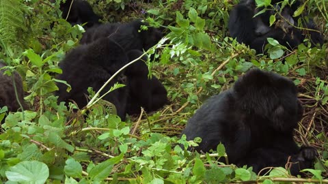 Adorable Otters, Gorillas, Monkeys and many wild Pups!