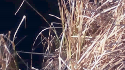 CHANGING CONCENTRATION SHORT SERIES S1E1 - Silent Video