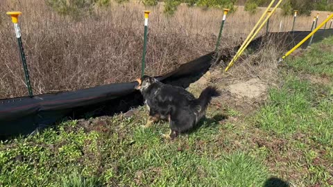 Dog Helps Tear Down Fence