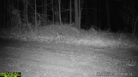 Grey Fox Getting Caught In Trap