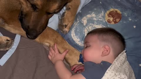 Adorable Bond: Dogs Snuggling with Babies While They Sleep 🐶👶💤