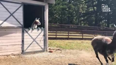 THE FUNNIEST FARM ANIMALS VIDEO EVER 😂😂😂😂