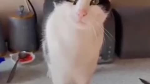 Dog cat