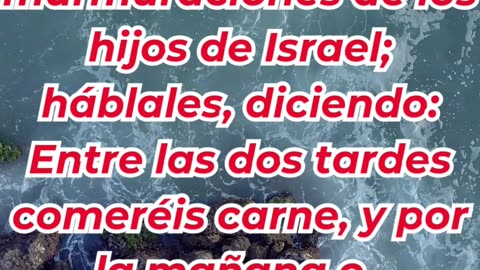 “Dios provee pan y carne para su pueblo” Éxodo 16:12.#shortvideo #reels #youtubeshorts #ytshorts #yt