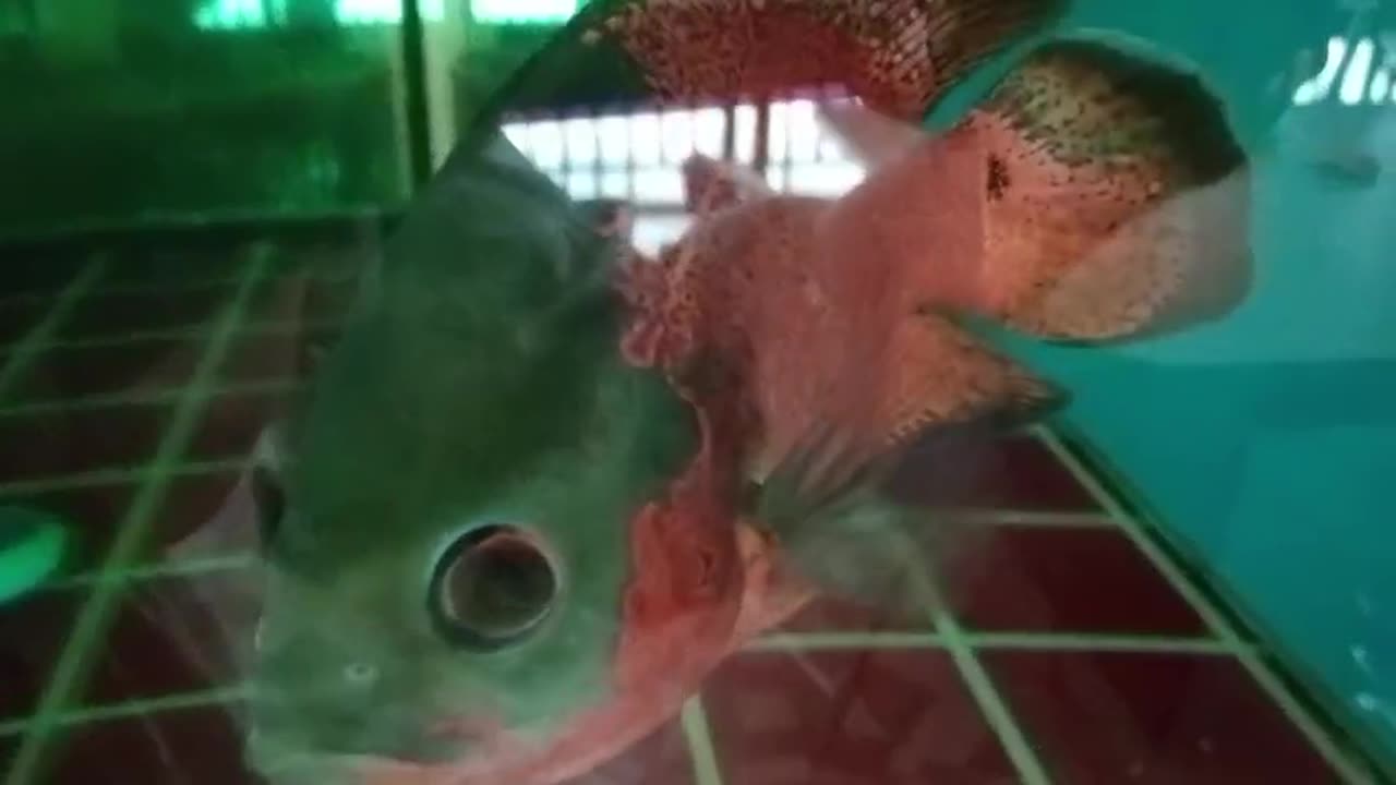 Mystery Red Fish – The Hidden Gem of the Aquarium