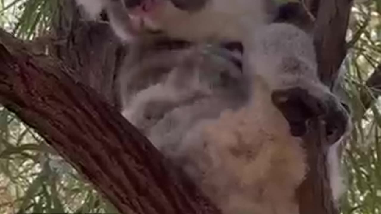 8 Unbelievable Animal Secrets You’ll Learn Today! #AnimalFacts #Wildlife
