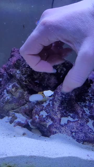Lemon the Jawfish Rejects my Offering