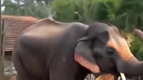 Eliphant's jump