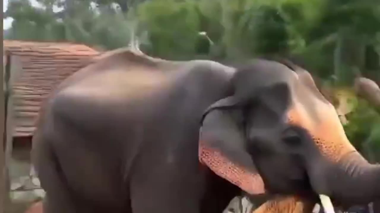 Eliphant's jump