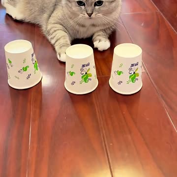 I Didn't Realize Kittens Had Such Strong Memories 😲😅😺😂