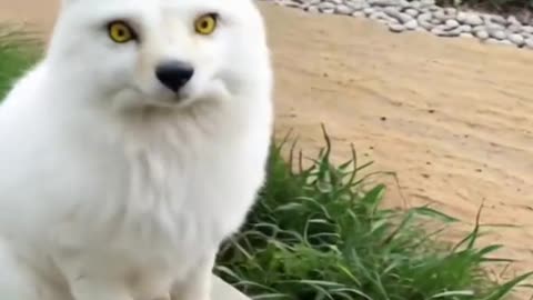 White fox.
