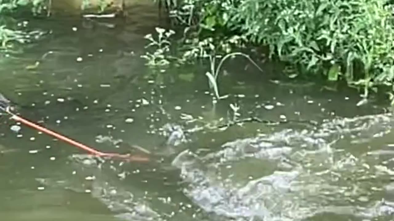 Bow The Fish