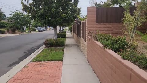 Befriending Wild Crows - Getting Crows To Follow Me Home - WildlifeOnMossSt