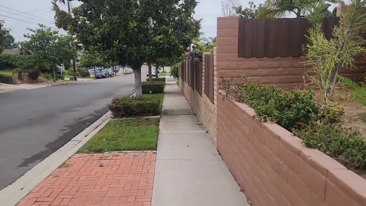 Befriending Wild Crows - Getting Crows To Follow Me Home - WildlifeOnMossSt