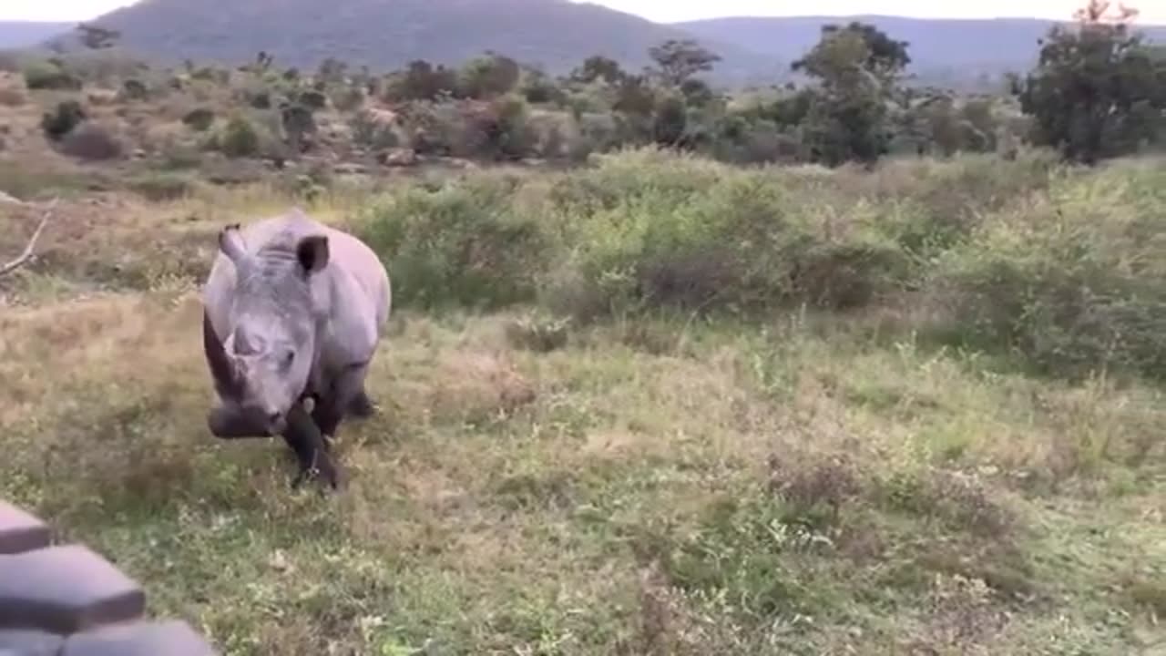 Rhino Attack to Lions