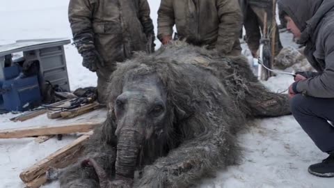 PROVEN FACT!👇🏻I Researched it myself! Frozen Woolly Mammoth Calf Found in Arctic Circle Permafrost 