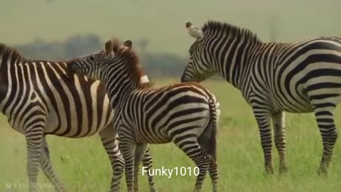 Amazing Scene of Wild Animals parts 4